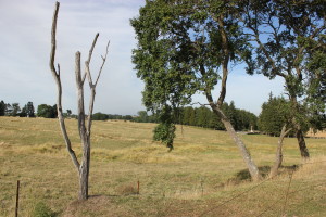 Trenches at Beaumont Hamel - 2015